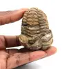 Trilobite fósil - 0
