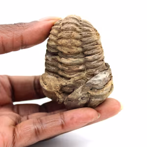 Trilobite fósil