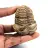 Trilobite fósil