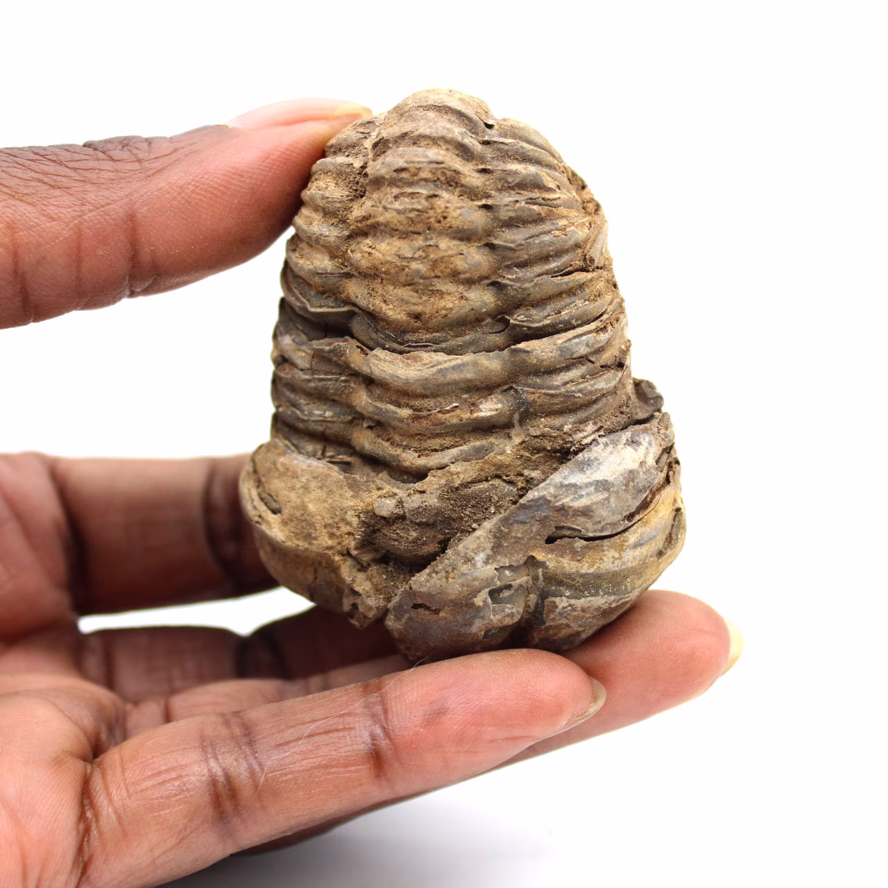 Trilobite fósil
