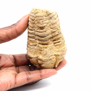 Trilobite fósil