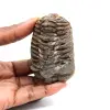 Trilobite fósil - 0