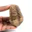 Trilobite fósil