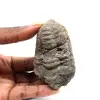 Trilobite fósil - 0