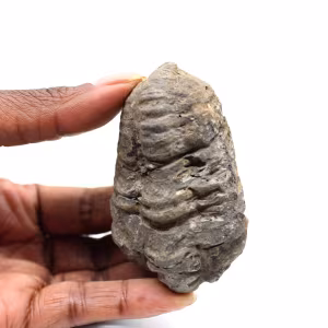Trilobite fósil