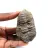 Trilobite fósil