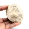 Diente fósil de Otodus de Marruecos - 0