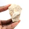 Diente fósil de Otodus de Marruecos - 0
