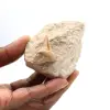 Diente fósil de Otodus de Marruecos - 0