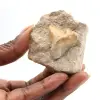 Diente fósil de Otodus de Marruecos - 0