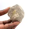 Diente fósil de Otodus de Marruecos - 0