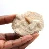 Diente fósil de Otodus de Marruecos - 0