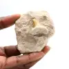 Diente fósil de Otodus de Marruecos - 0