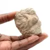 Diente fósil de Otodus - 0