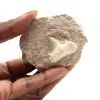 Diente fósil de Otodus de Marruecos - 0