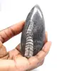 Ortoceras fósiles - 1