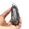 Ortoceras fósiles - 1