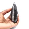 Ortoceras fósiles - 1