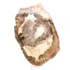 Adorno de madera petrificada, pieza pulida, pieza de colección, Madagascar - 1