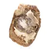 Adorno de madera petrificada, pieza pulida, pieza de colección, Madagascar - 4