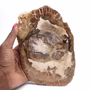 Adorno de madera petrificada, pieza pulida, pieza de colección, Madagascar