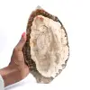 Madera petrificada (trozo), pieza de colección pulida, fósil de Madagascar - 0