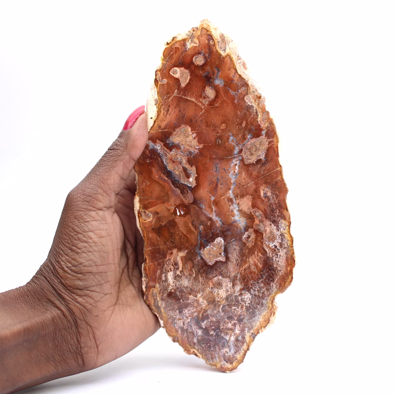 Rebanada de madera petrificada pulida, pequeño adorno fósil, Madagascar