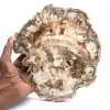 Rodaja de madera petrificada pulida, fósil de árbol, colección de Madagascar - 0