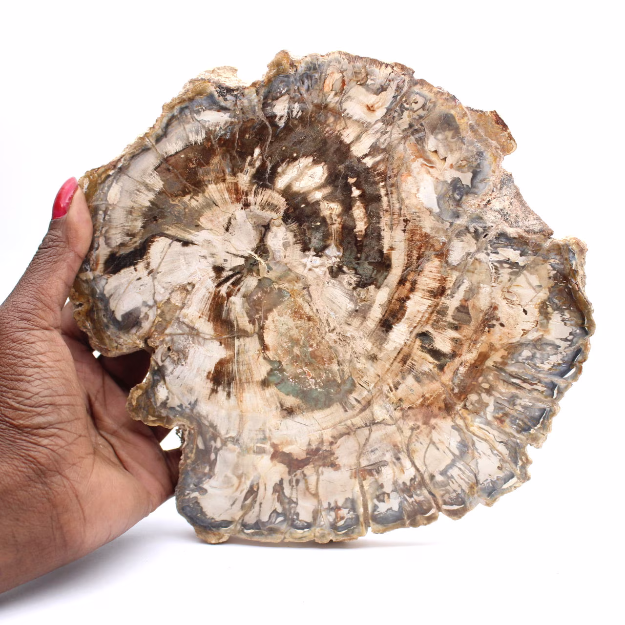 Gran trozo de madera fosilizada pulida, adorno único, Madagascar