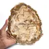Gran trozo de madera petrificada pulida, pieza de colección de fósiles sólidos, Madagascar - 0