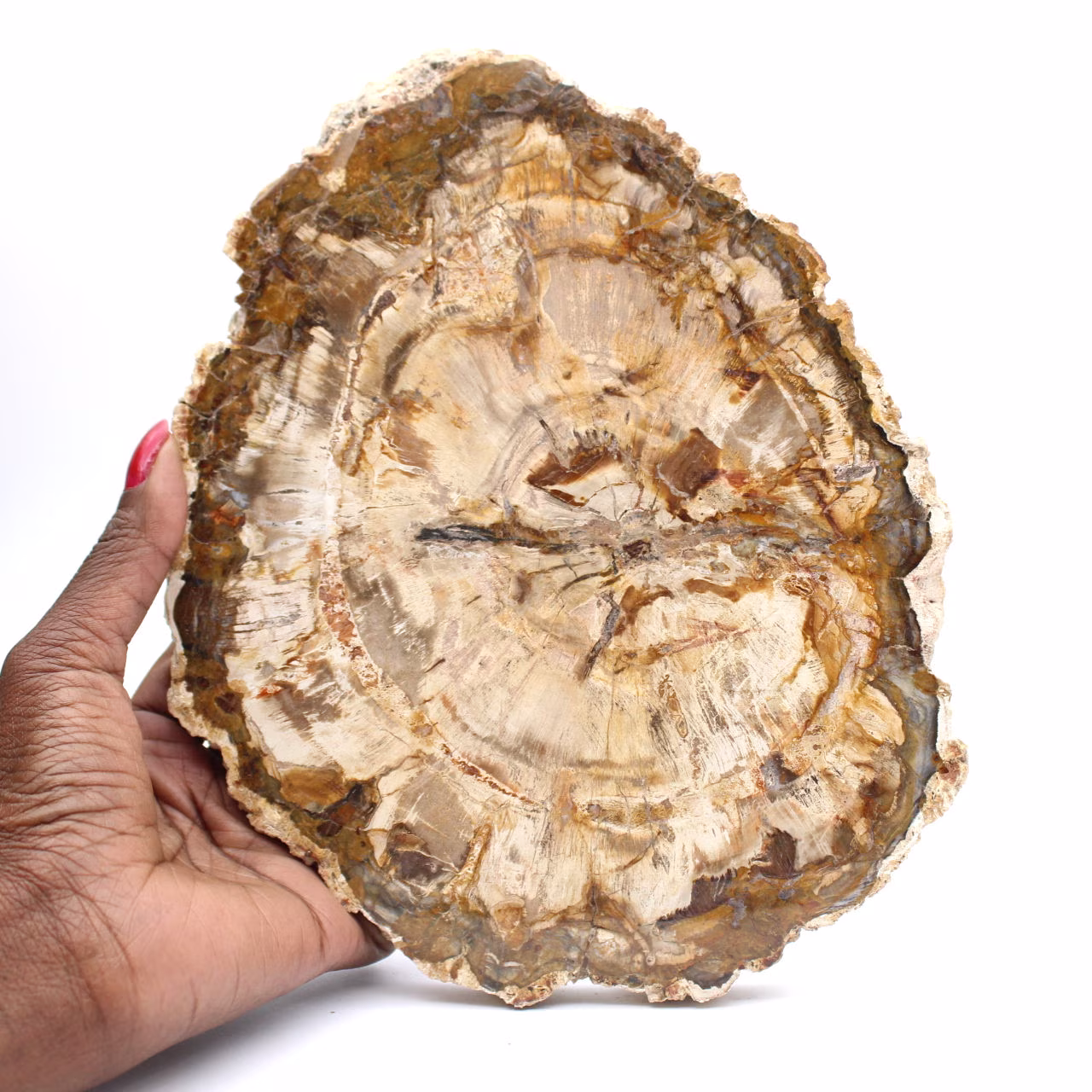Gran trozo de madera petrificada pulida, pieza de colección de fósiles sólidos, Madagascar
