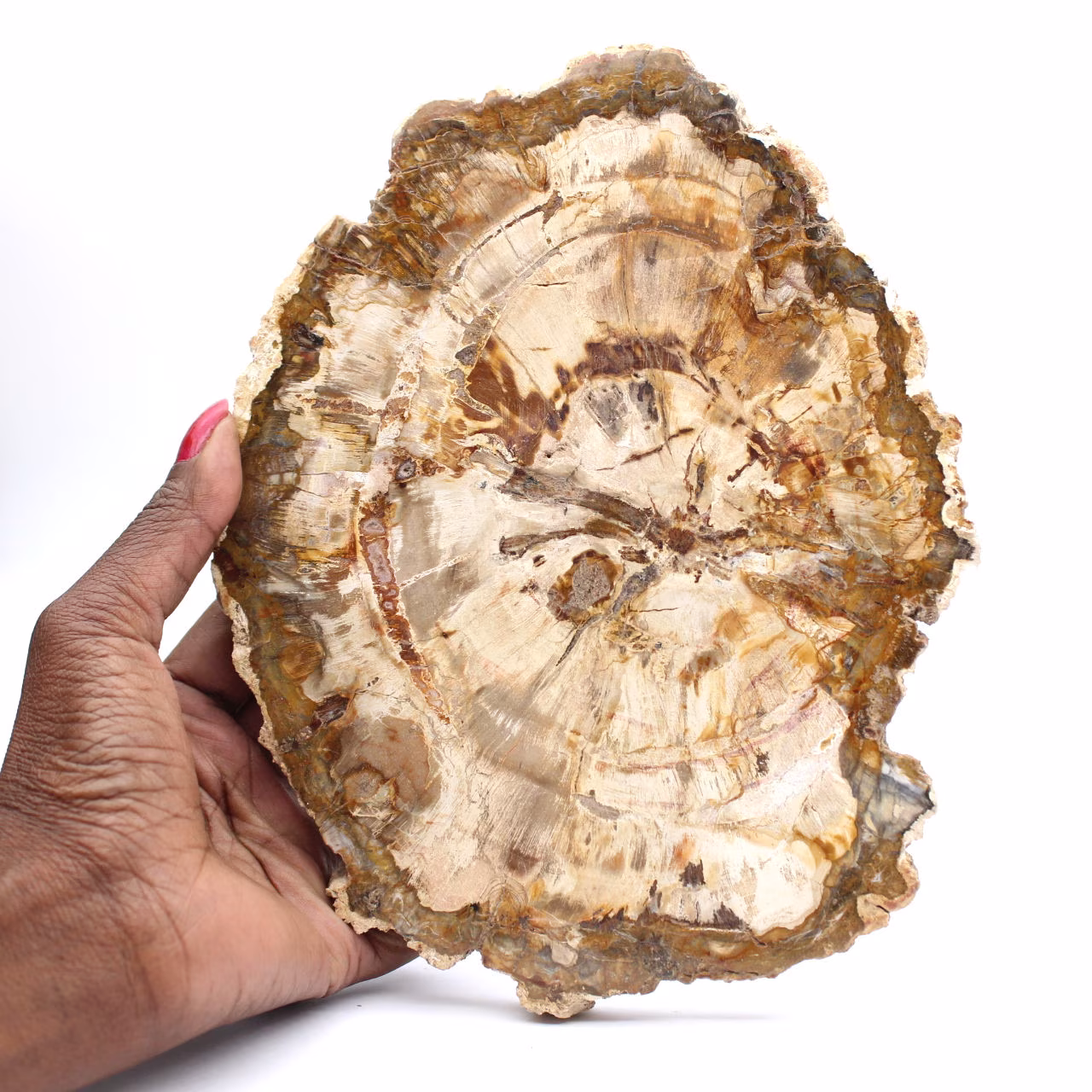 Rodaja de madera petrificada, adorno pulido, ejemplar de Madagascar