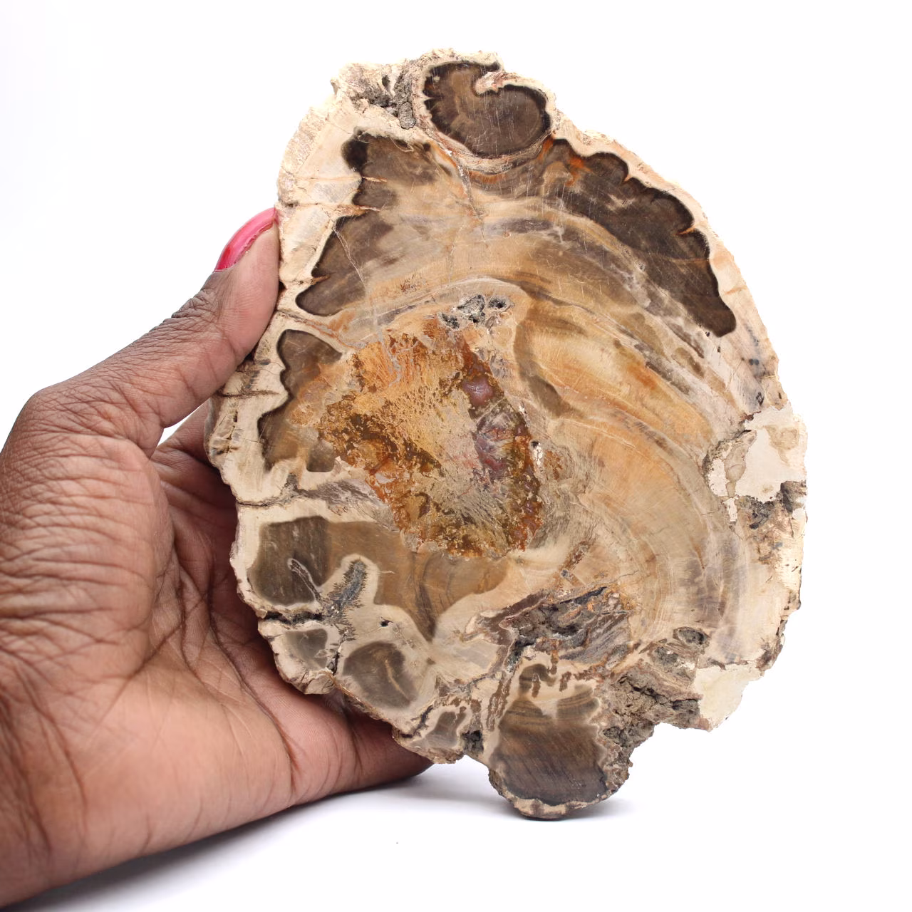 Rodaja de madera fósil pulida, ejemplar decorativo, procedente de Madagascar