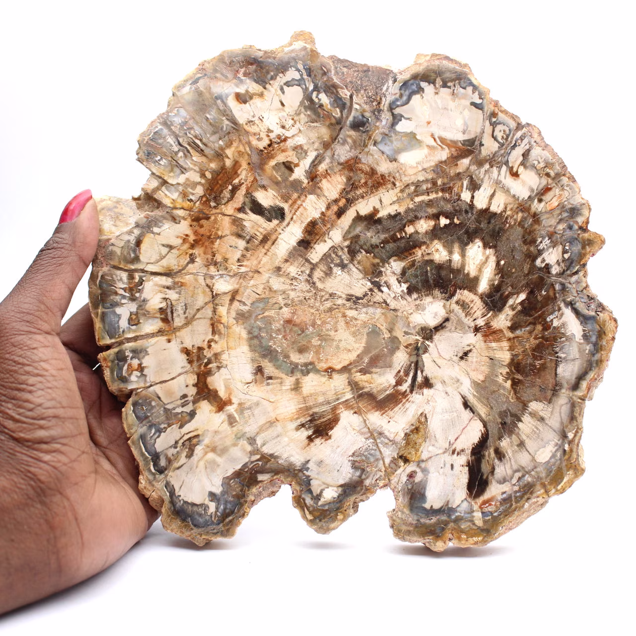 Madera fosilizada (rodaja), adorno pulido, pieza de colección, Madagascar