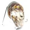 Amonita pulida coleccionable de Madagascar: auténtico ejemplar decorativo - 2