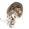 Amonita pulida coleccionable de Madagascar: auténtico ejemplar decorativo - 4