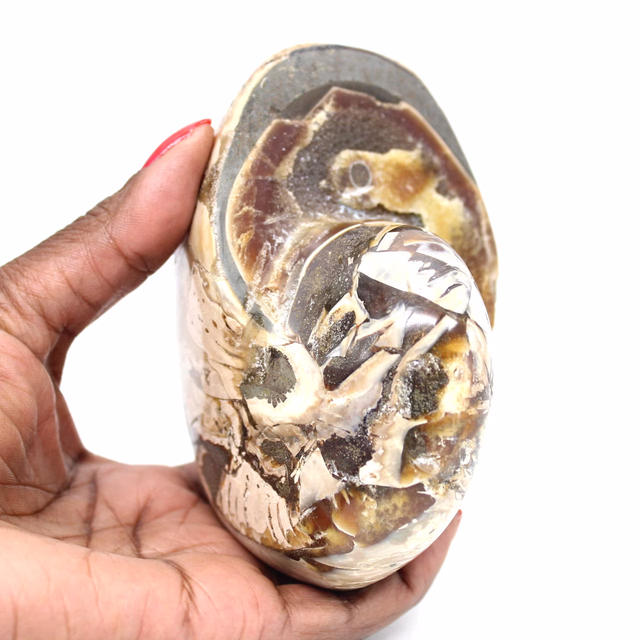Amonita pulida coleccionable de Madagascar: auténtico ejemplar decorativo