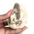 Ejemplar de amonita de Madagascar: fósil pulido para coleccionistas