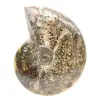 Amonita fósil pulida de Madagascar: ejemplar estrecho y esbelto - 1