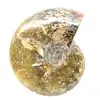 Amonita fósil pulida de Madagascar: ejemplar estrecho y esbelto - 4