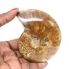 Fósil de amonita pulido: piedra natural de Madagascar para coleccionistas - 0