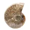 Amonita fósil pulida: magnífica piedra natural para decoración - 1