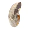 Amonita fósil pulida: magnífica piedra natural para decoración - 2