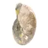 Amonita fósil pulida: magnífica piedra natural para decoración - 3