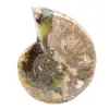 Amonita fósil pulida: magnífica piedra natural para decoración - 4