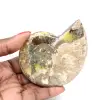 Amonita fósil pulida: magnífica piedra natural para decoración - 0
