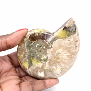 Amonita fósil pulida: magnífica piedra natural para decoración
