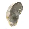 Amonita fósil pulida de alta calidad: pieza decorativa natural - 2