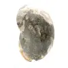 Amonita fósil pulida de alta calidad: pieza decorativa natural - 3
