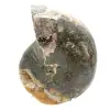 Amonita fósil pulida de alta calidad: pieza decorativa natural - 4